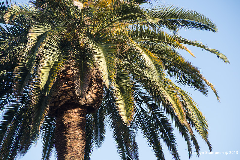 _DSC1139palm