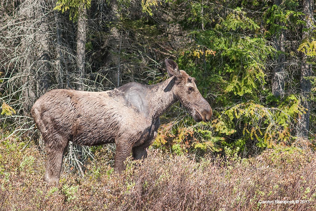 _DSC1696moose_1024