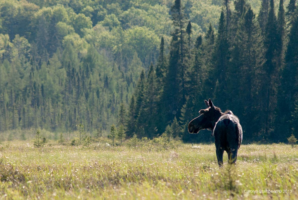 _DSC1821moose_1024