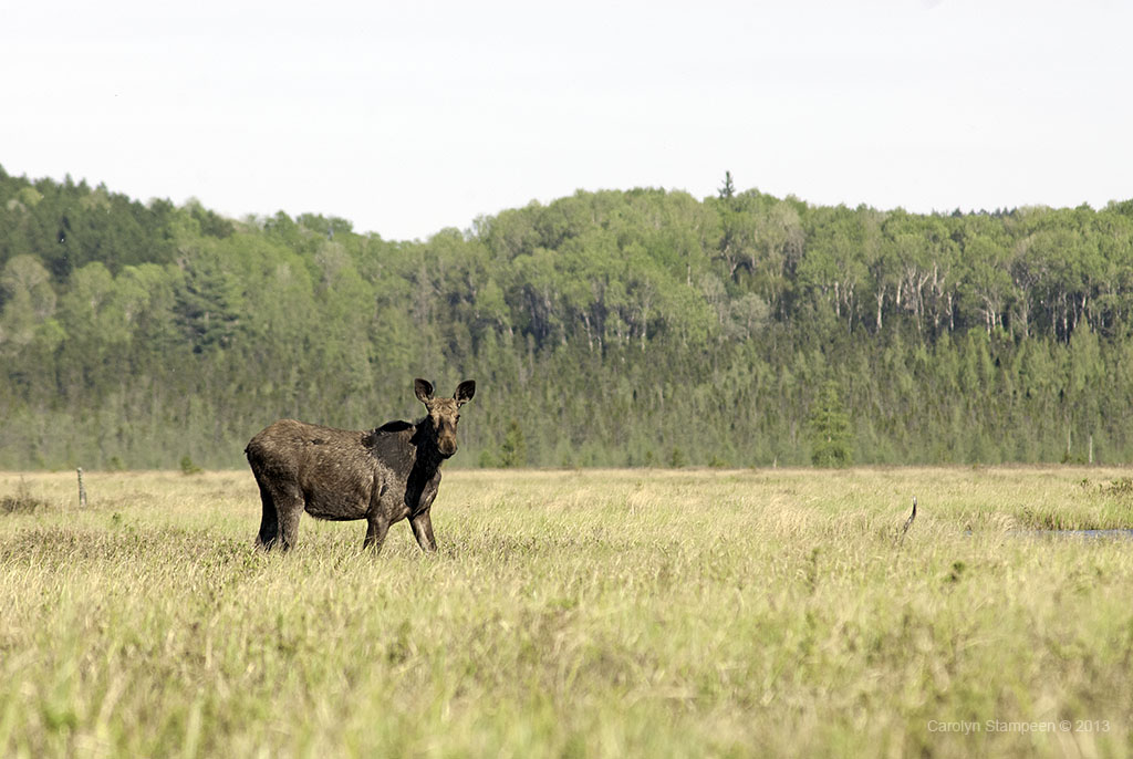 _DSC1868moose_1024