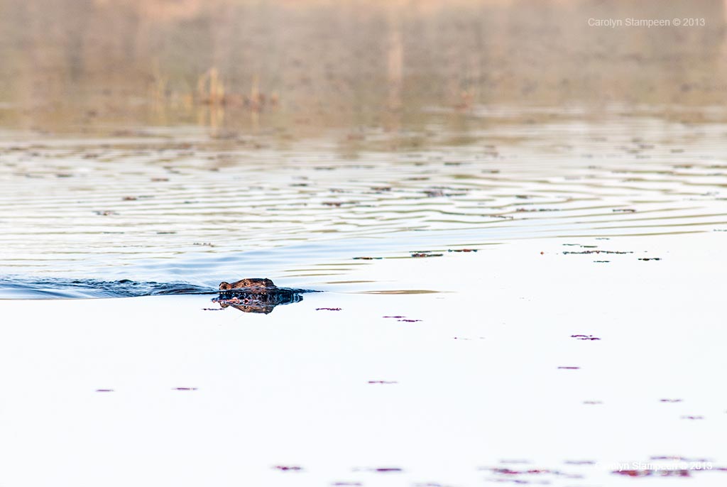 _DSC2381beaver_1024