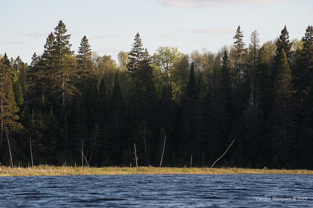_DSC6747trees_1024
