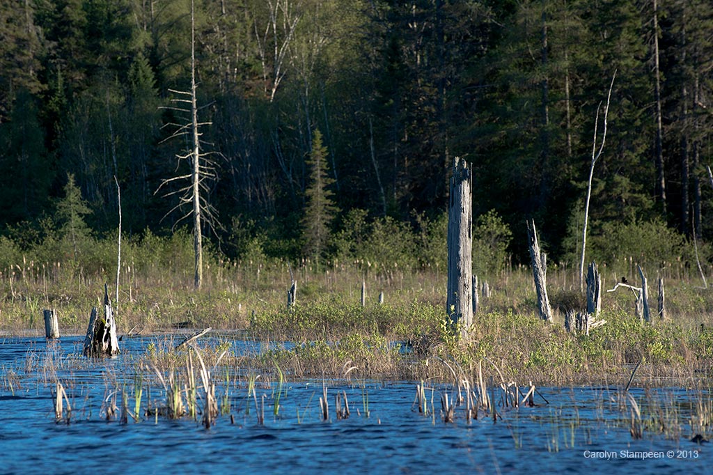 _DSC6786deadTrees_1024