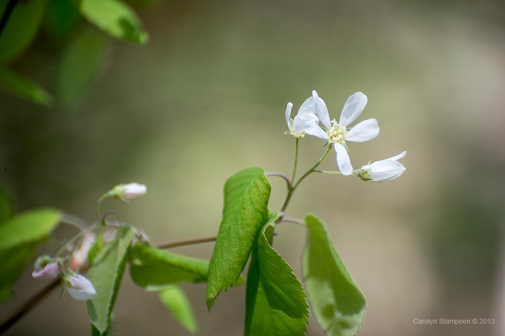 _DSC6950blossom_1024