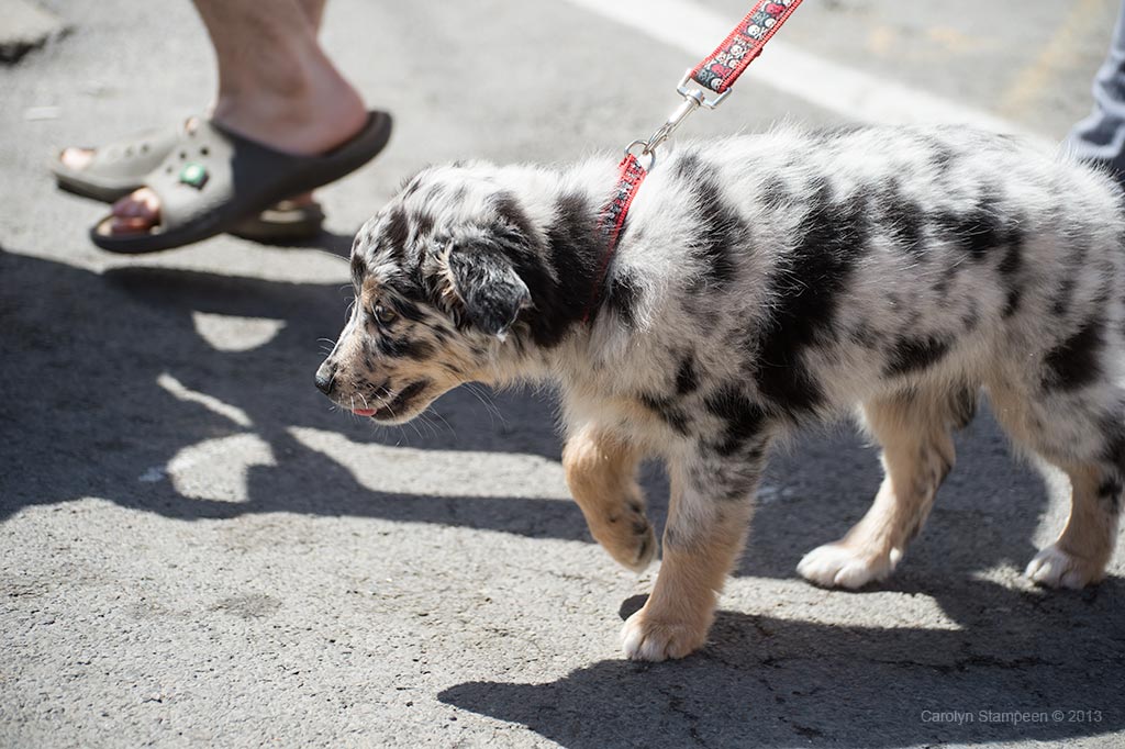 _DSC0467puppy