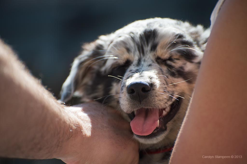 _DSC0507puppy