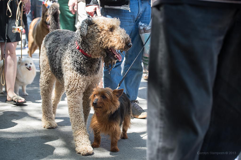 _DSC0795dogs