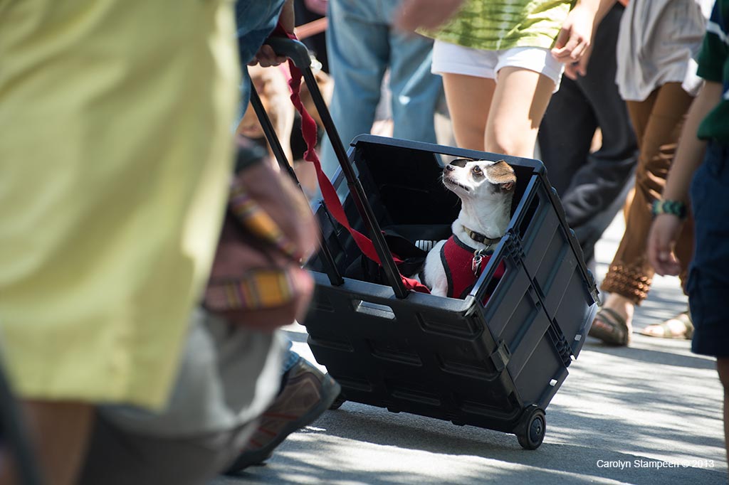 _DSC0881dog