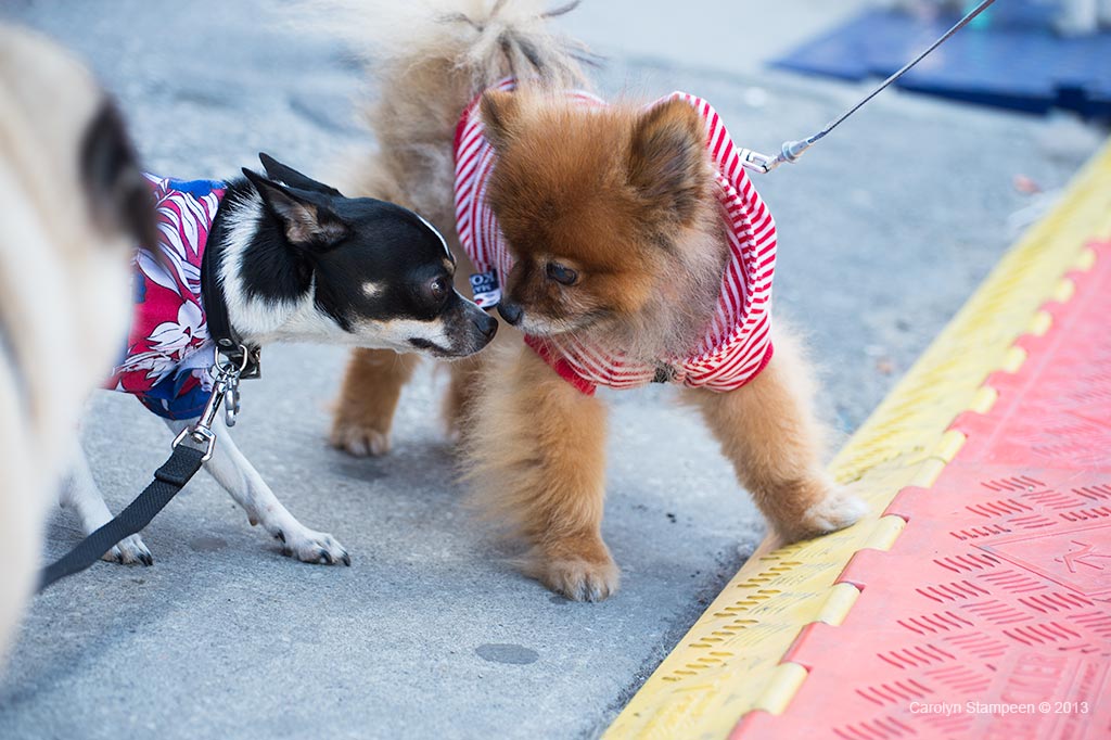 _DSC1039dogs