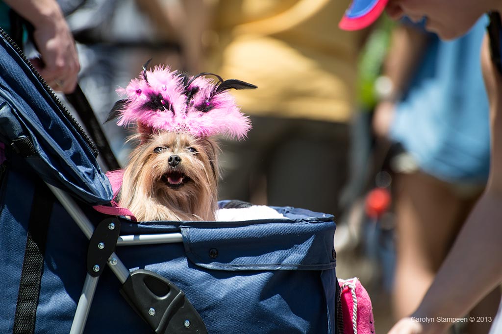 _DSC1187dog