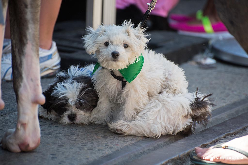 _DSC1436dogs