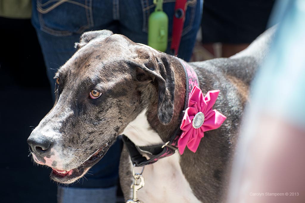_DSC1457dog