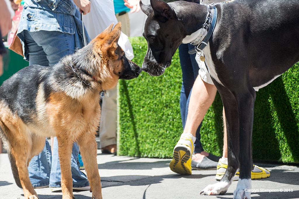_DSC1525dogs
