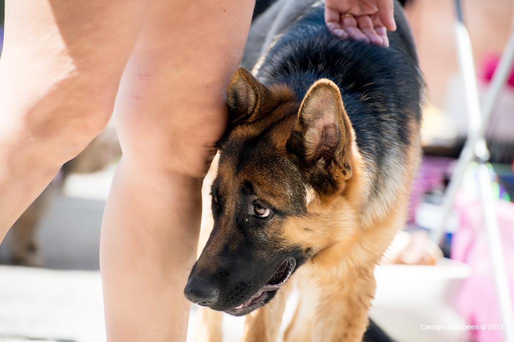 _DSC1538dog