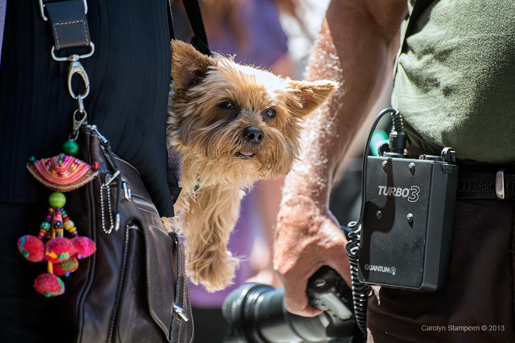_DSC1676dog