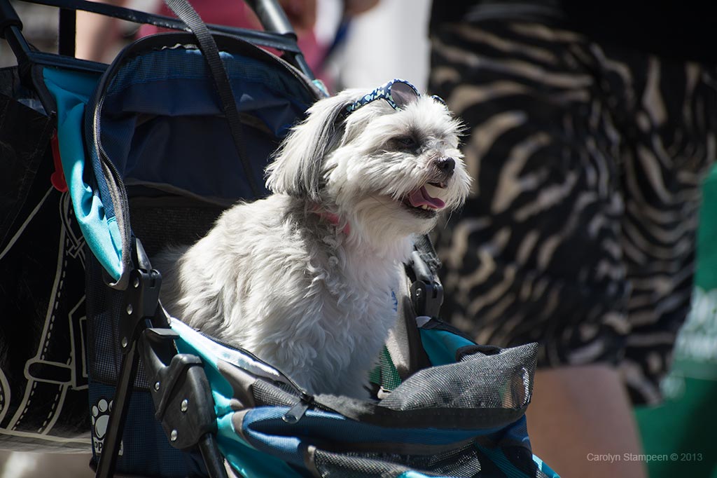 _DSC1741dog