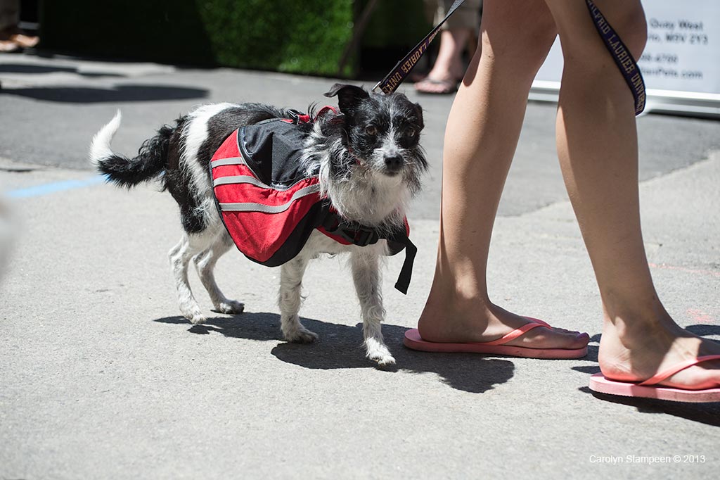_DSC1848dog
