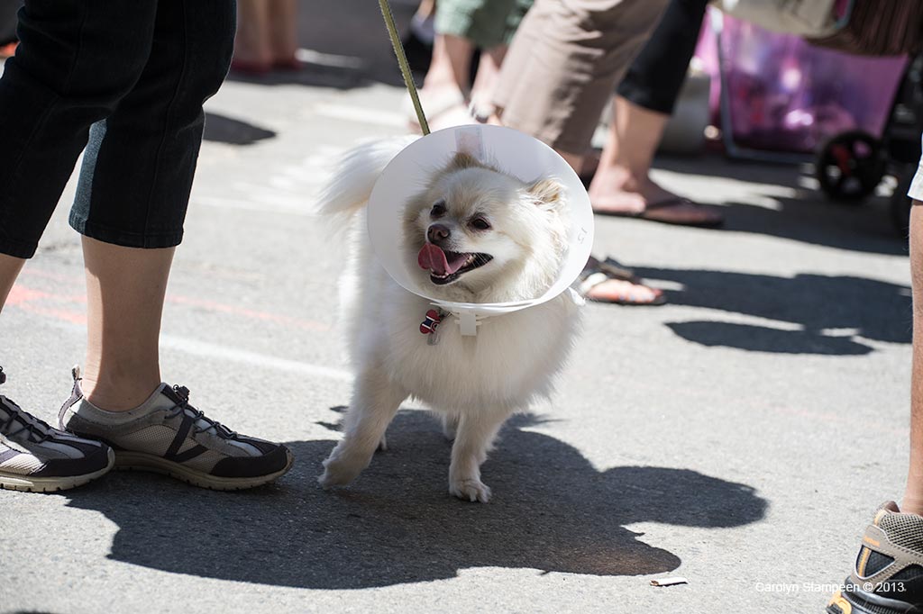 _DSC1855dog