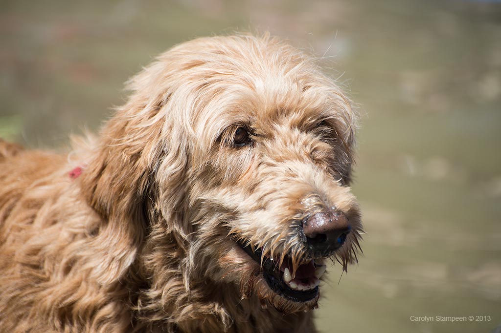 _DSC1906dog