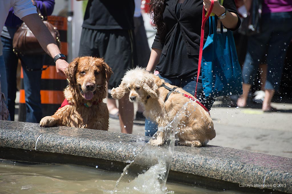 _DSC1925dogs