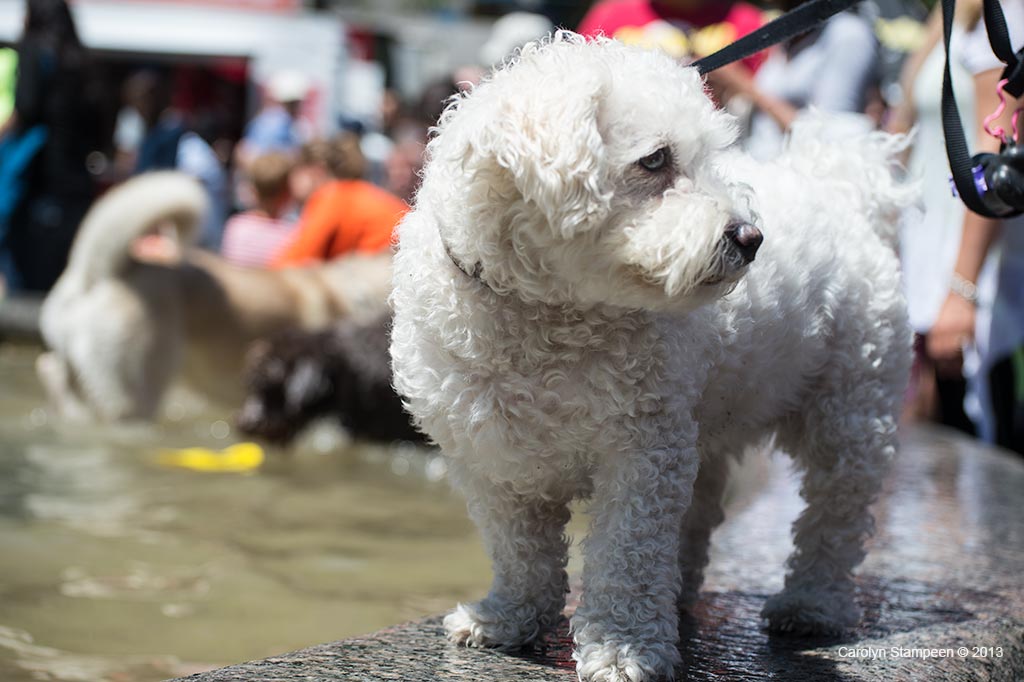 _DSC1954dog