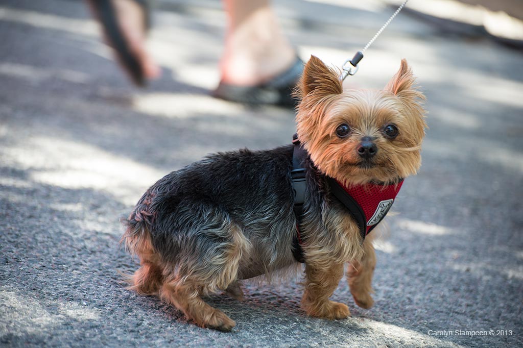 _DSC1965dog