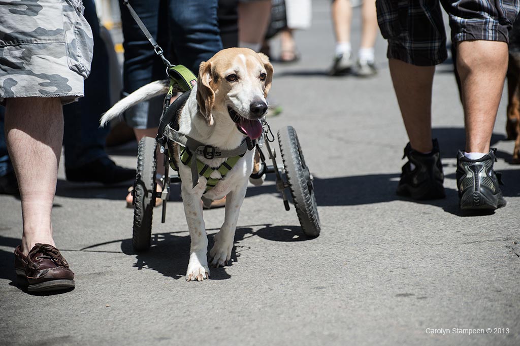 _DSC2225dog