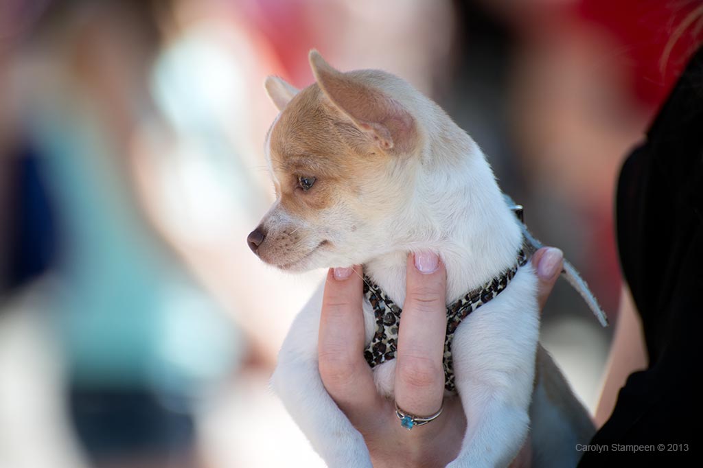 _DSC2302dog