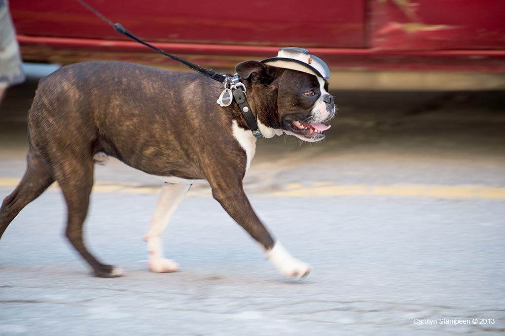 _DSC2309dog
