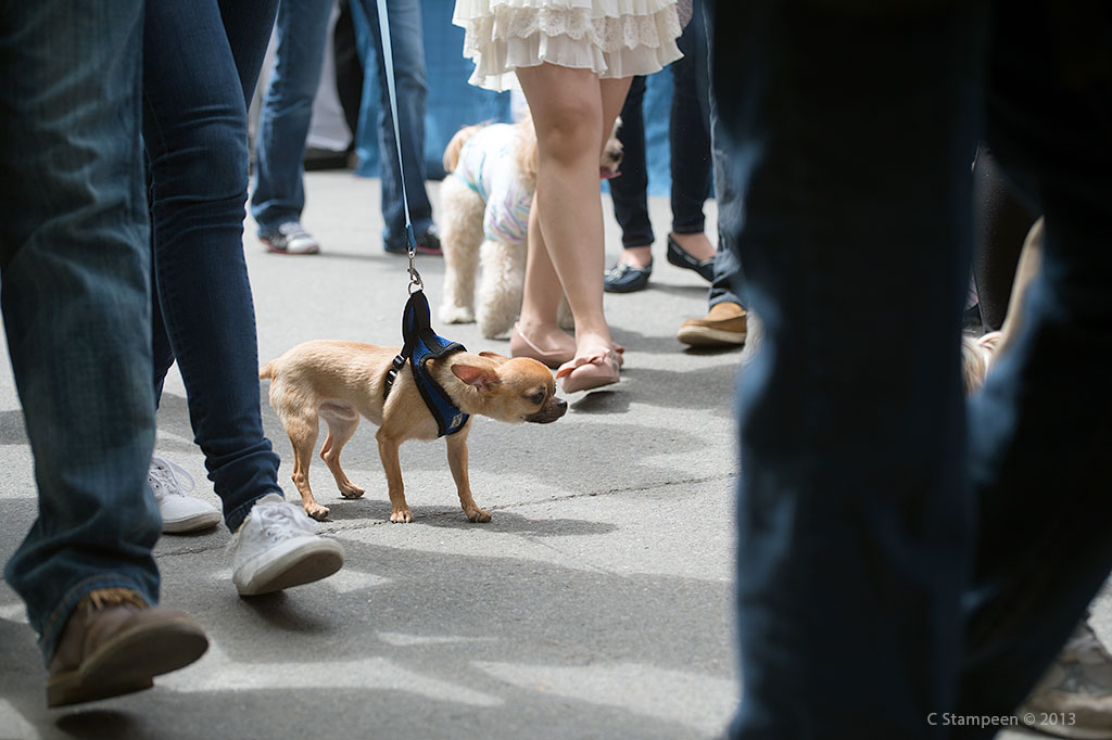 _DSC9224dog