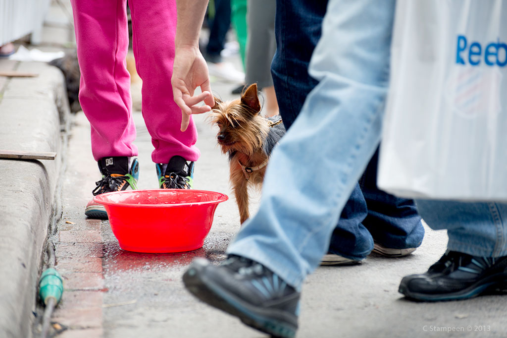 _DSC9280dog