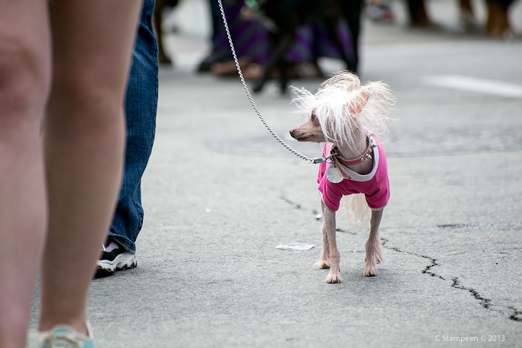 _DSC9537dog