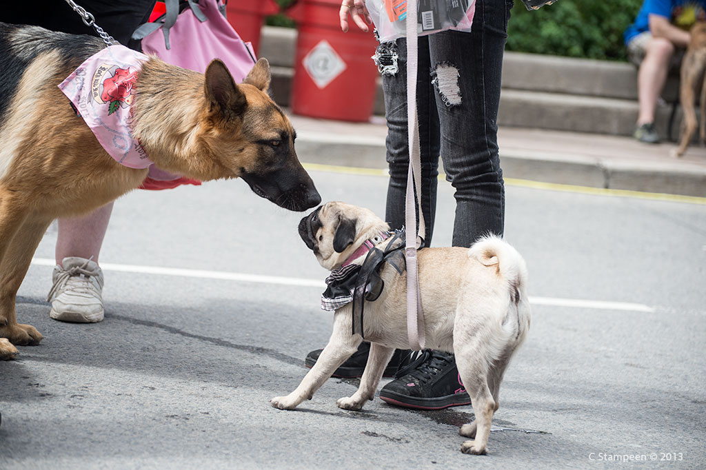 _DSC9718dog