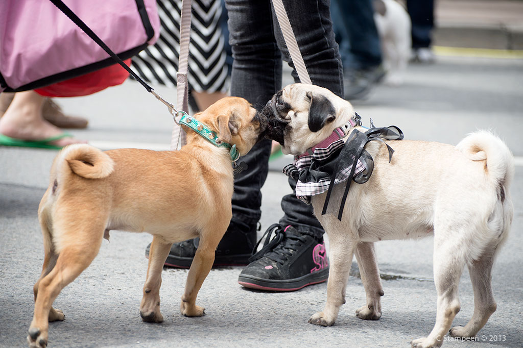 _DSC9733dogs