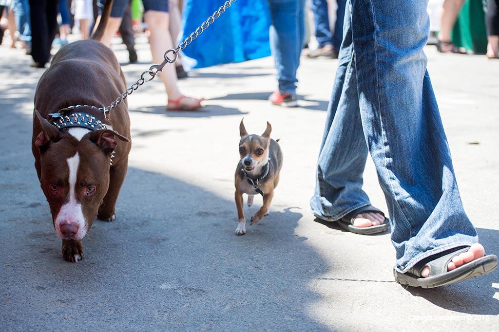 dogs