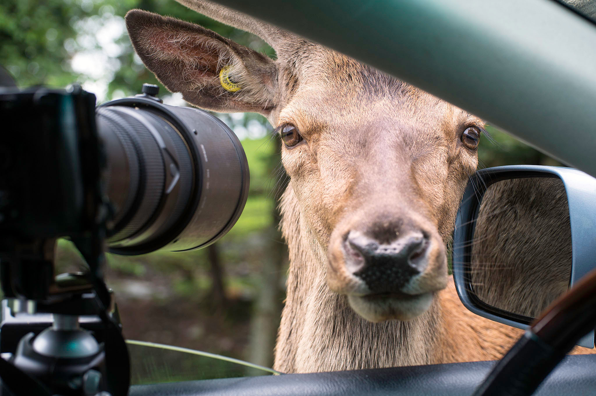 _DSC0510deer_1024b