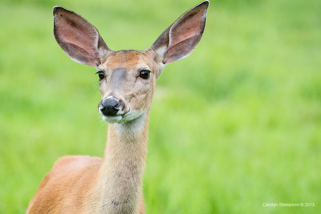 _DSC0842deer_1024