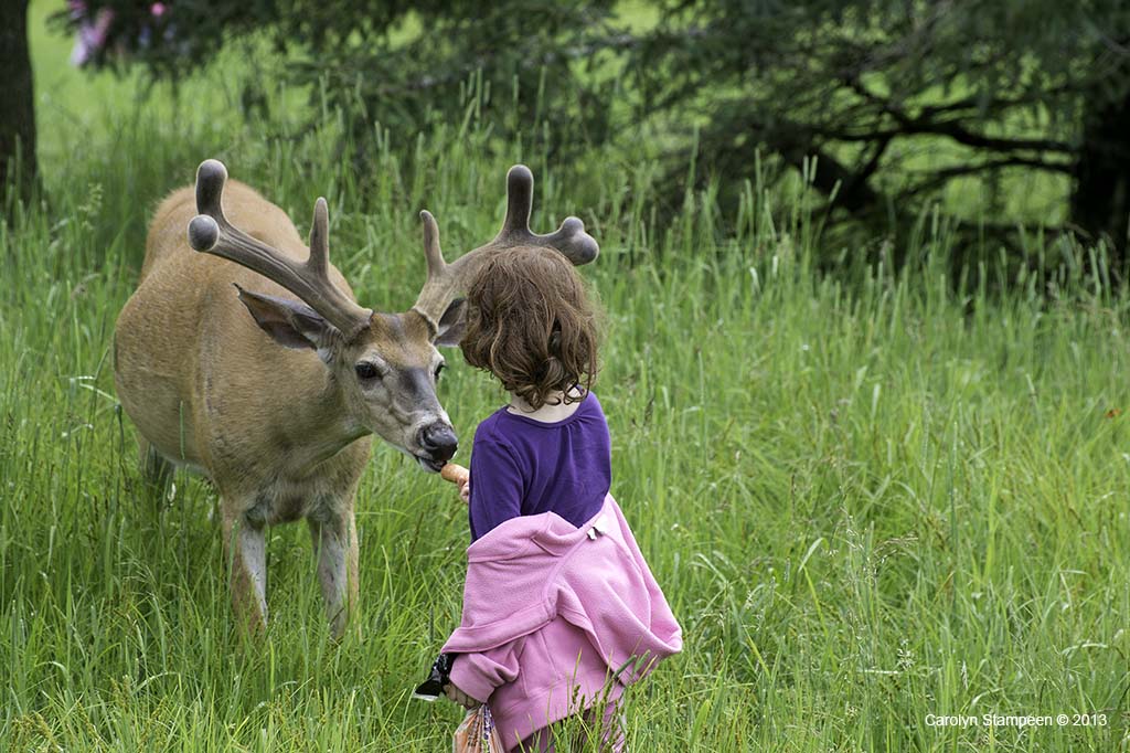 _DSC1069deerKid_1024