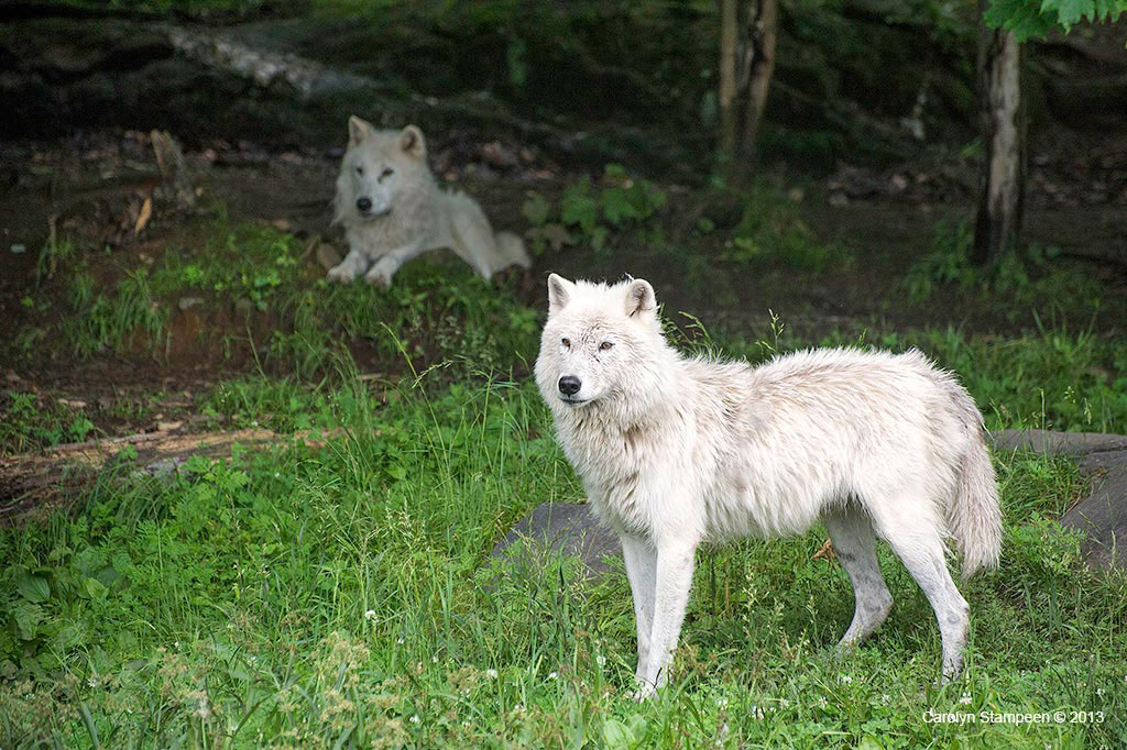 _DSC1356awolves_1024