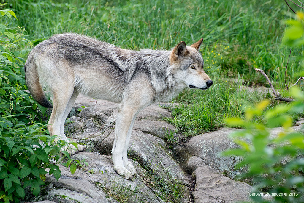 _DSC2568timberwolf_1024