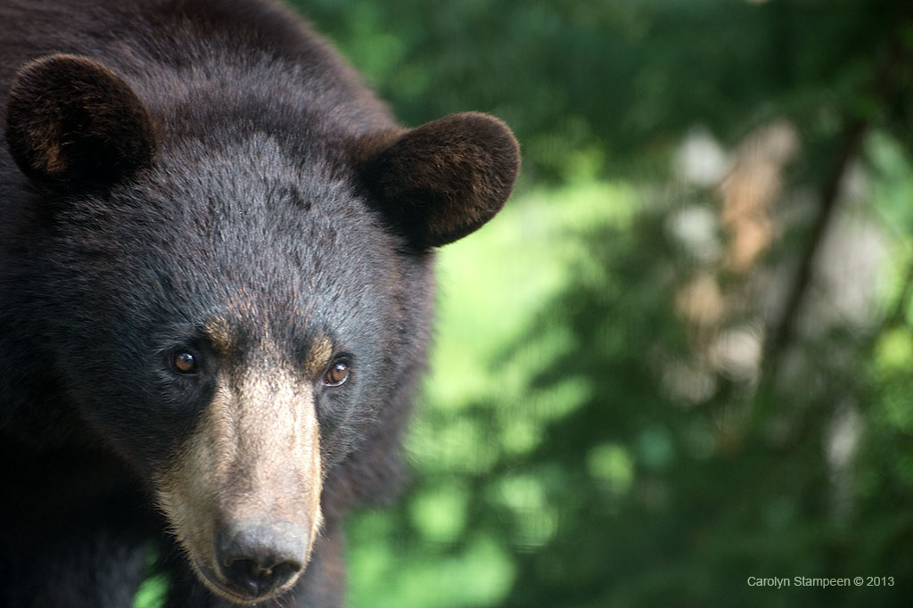 _DSC2715bear_1024