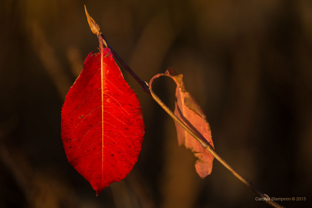 _DSC3396highpark_1024