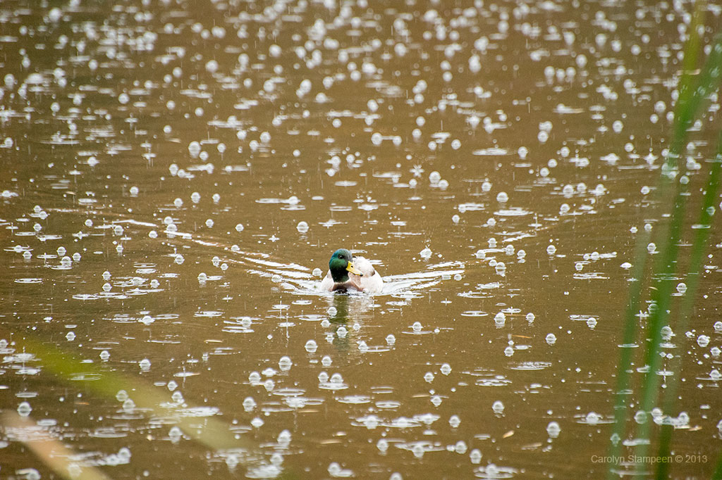 _DSC3931mallards_1024