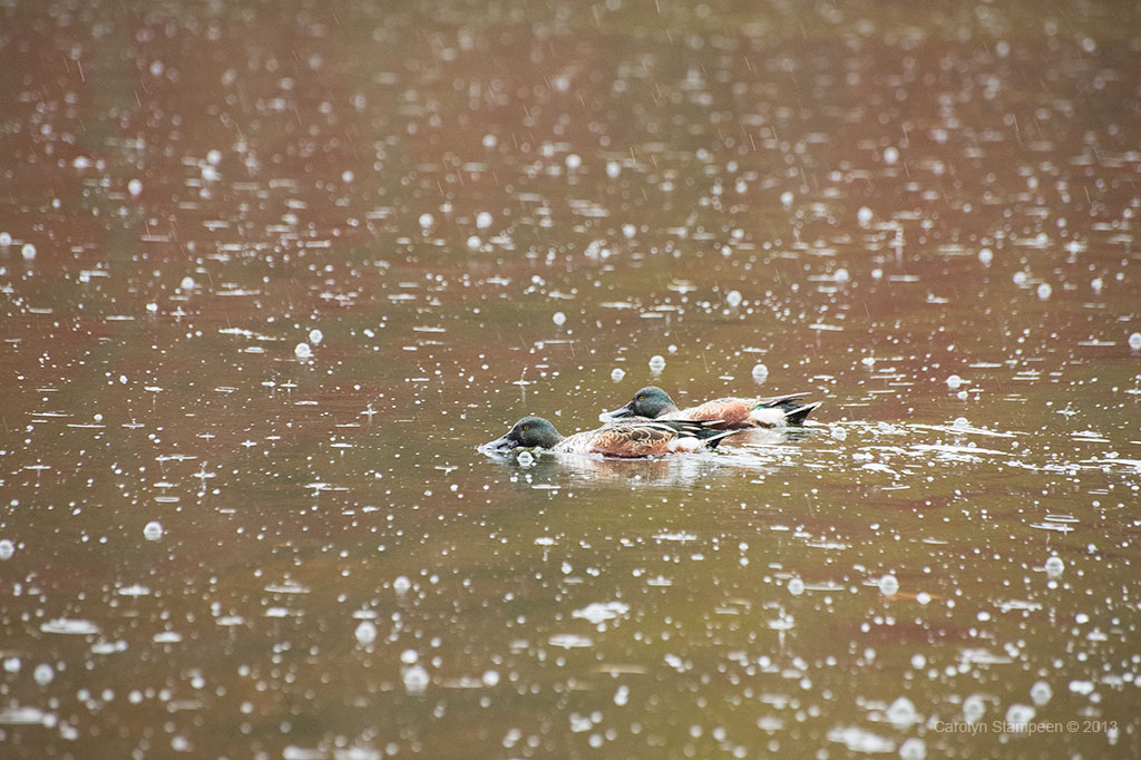 _DSC4043shoveler_1024