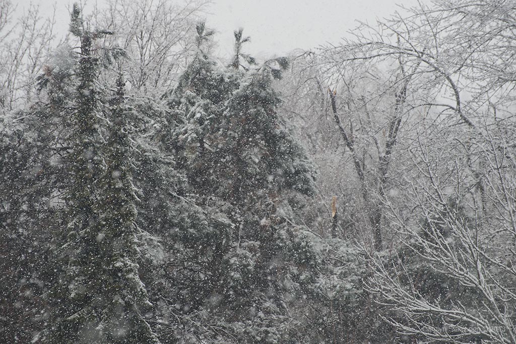 _DSC8015snow_1024