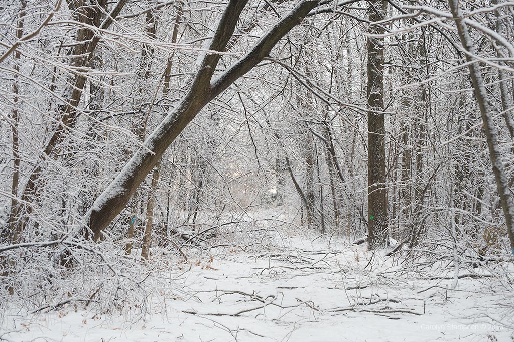 _DSC8034snow_1024