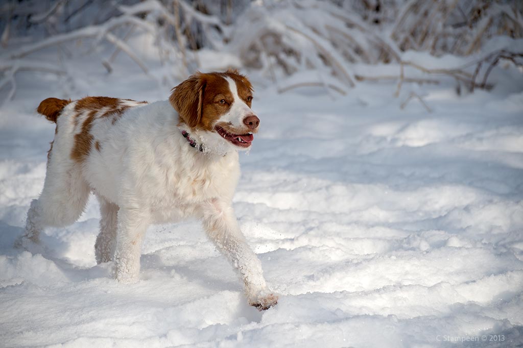_DSC8312dog_1024