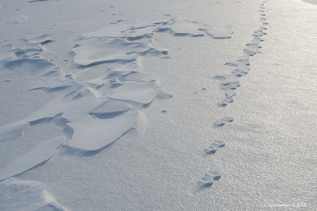 _DSC1954footprints_1024