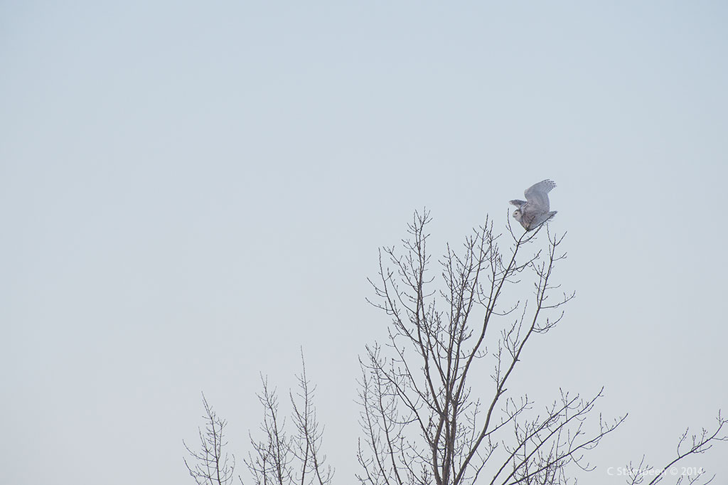 _DSC2179snowyOwl_1024