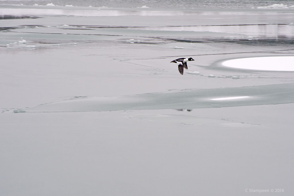 _DSC2286duck_1024